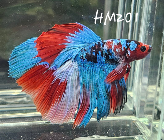 Red galaxy half-moon