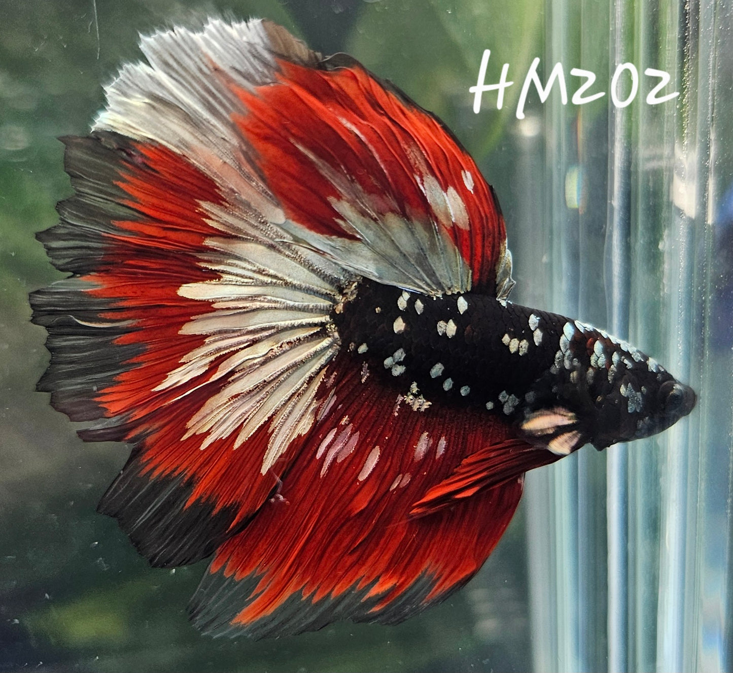 Copper avatar vampire half-moon