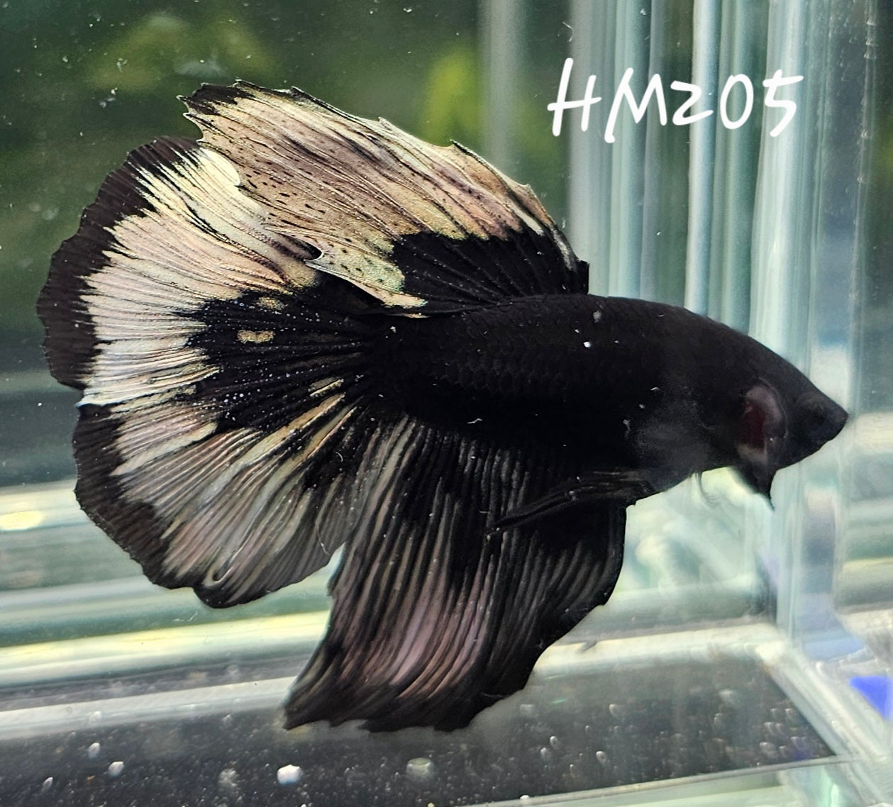 Copper avatar half-moon