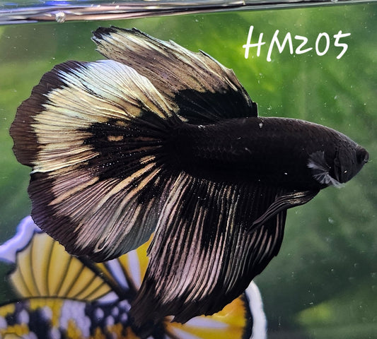 Copper avatar half-moon