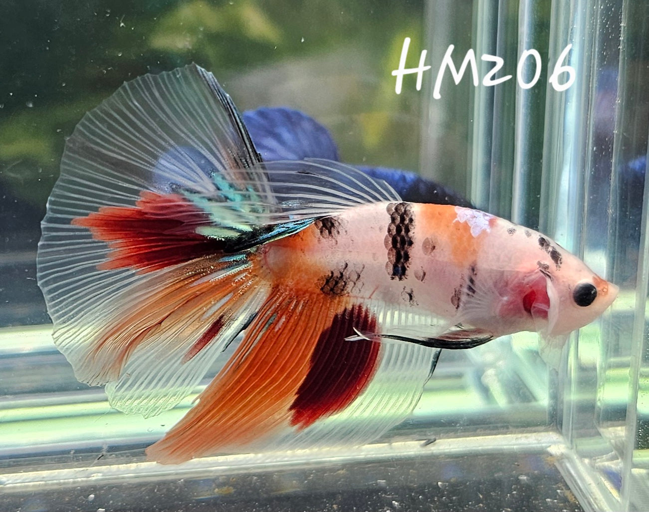 Baby multicolor half-moon