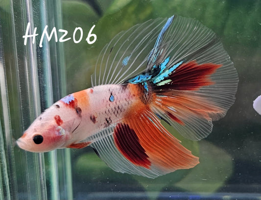 Baby multicolor half-moon