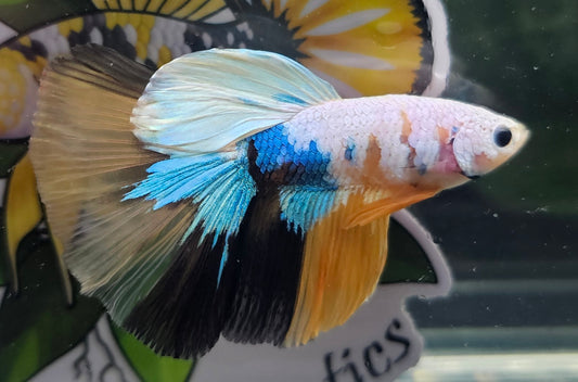 Yellow koi half-moon