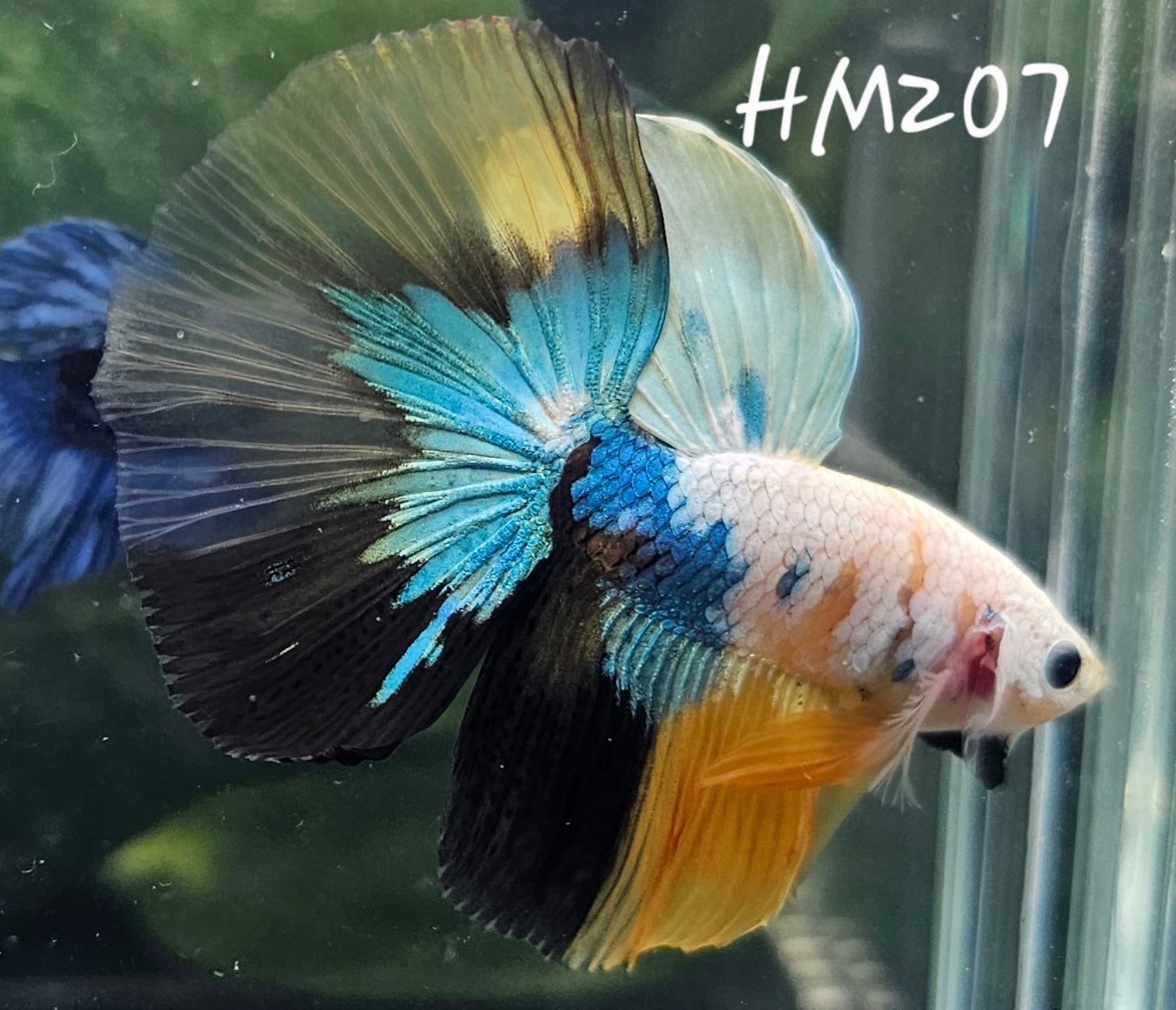 Yellow koi half-moon