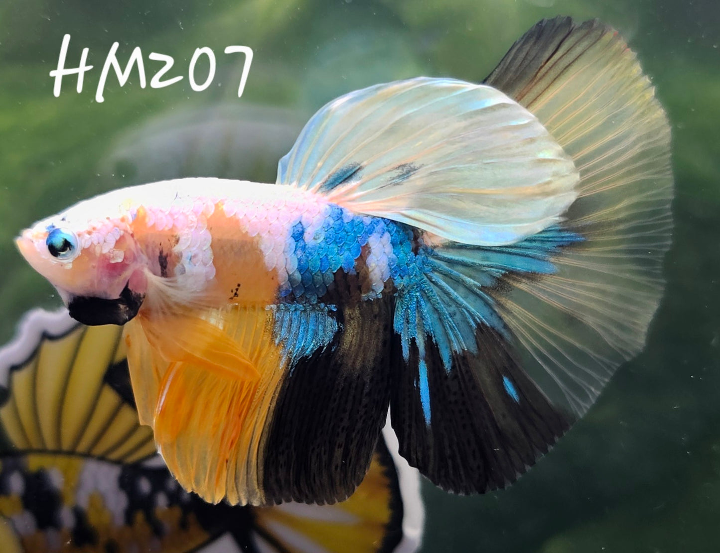 Yellow koi half-moon