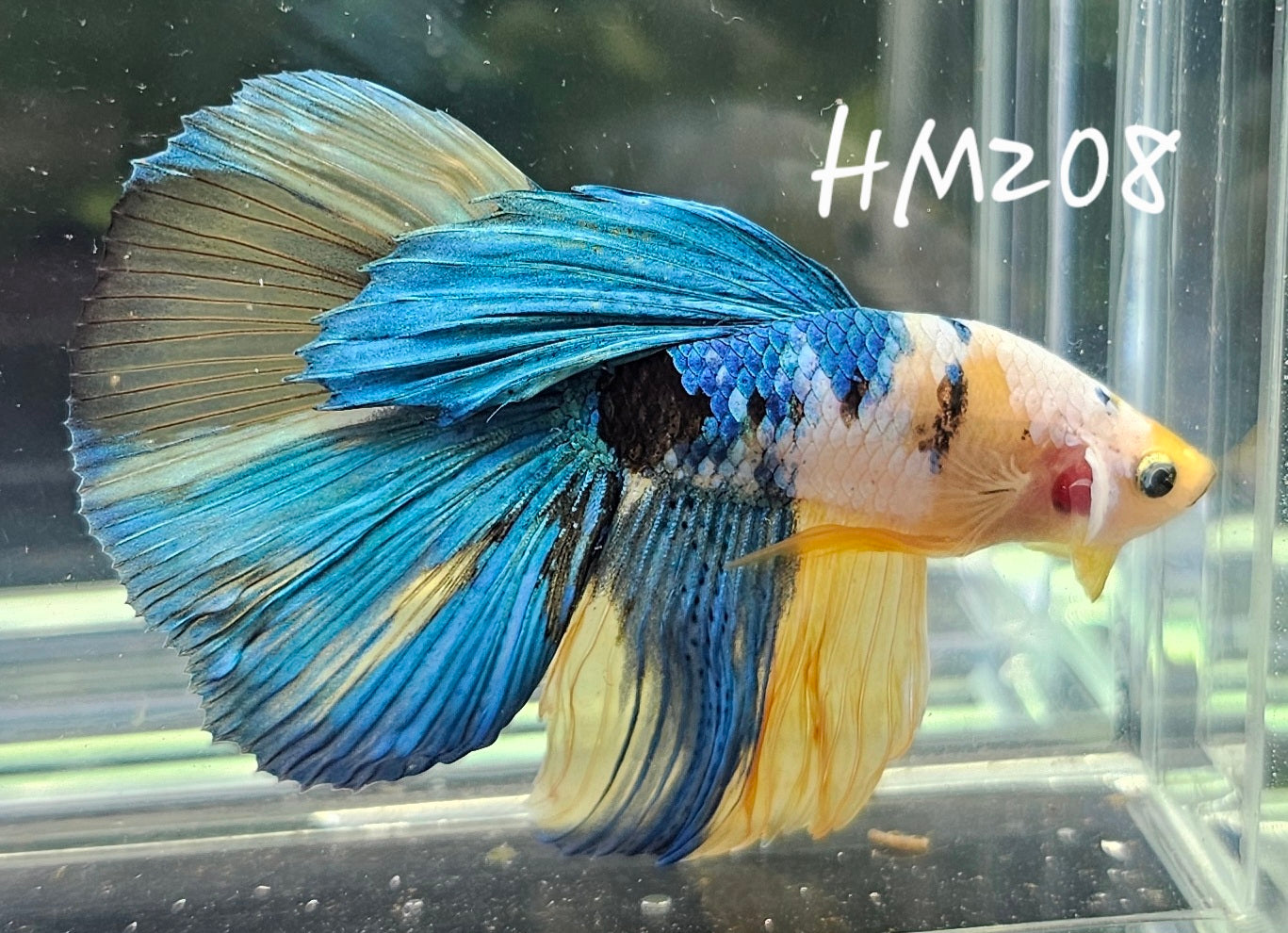 Yellow koi galaxy Half-moon