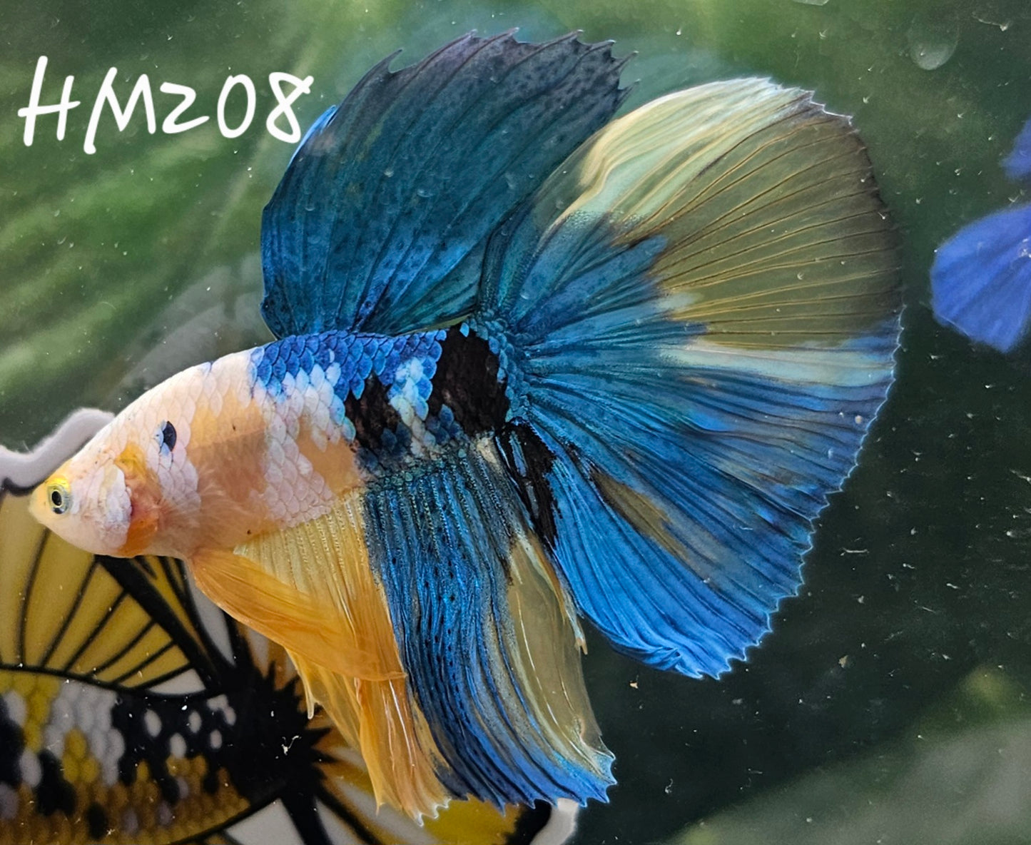 Yellow koi galaxy Half-moon