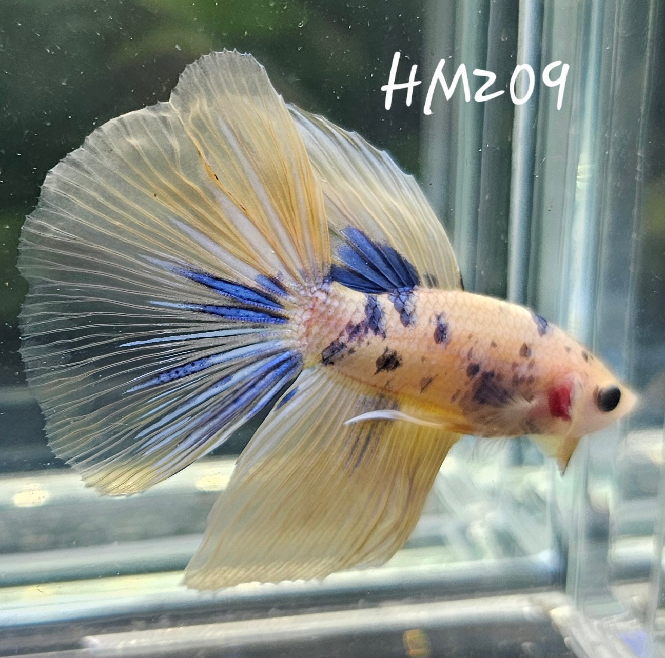 Yellow koi half-moon