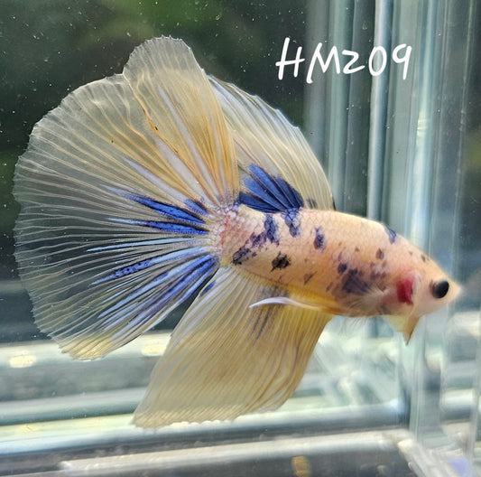 Yellow koi half-moon