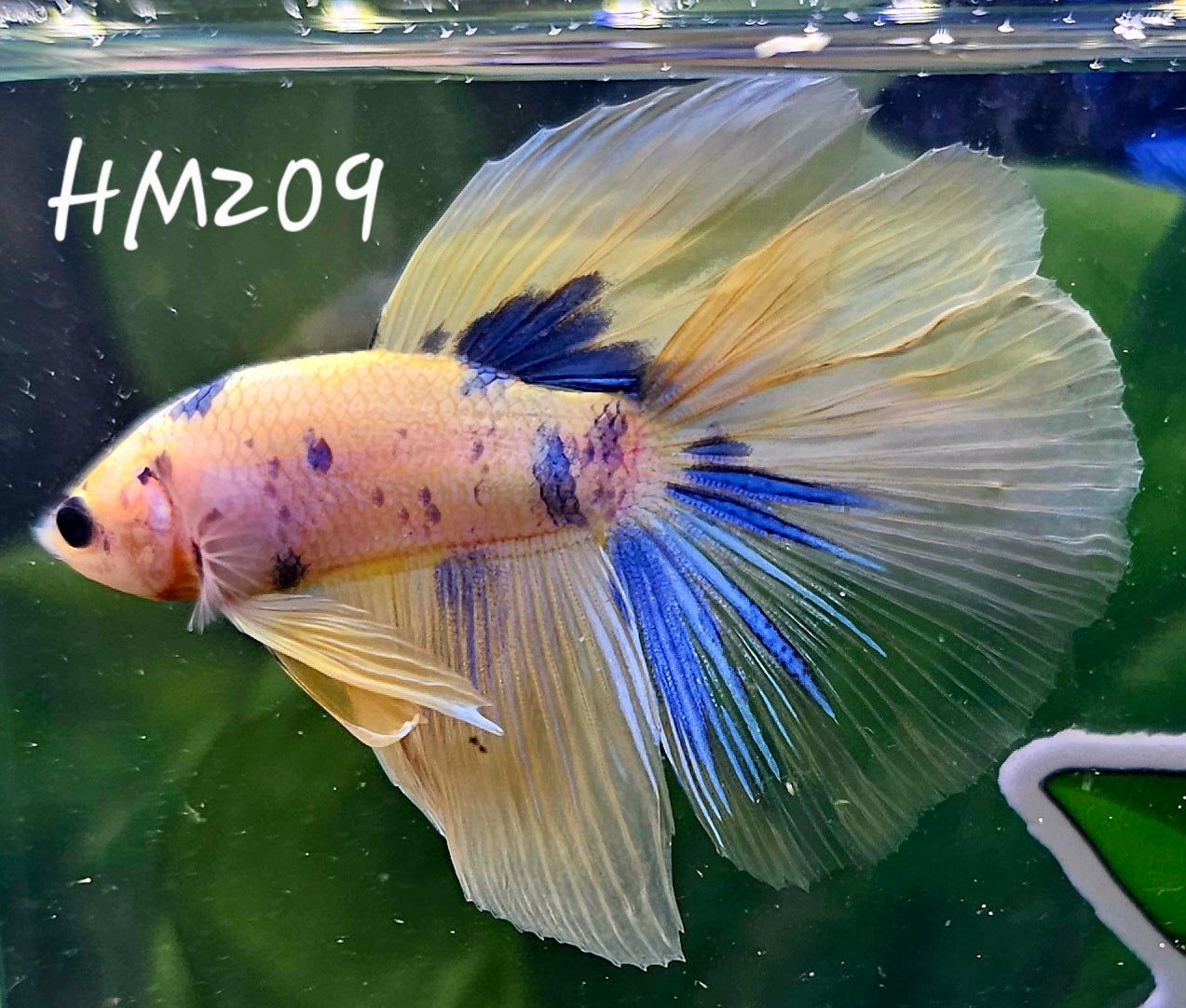 Yellow koi half-moon