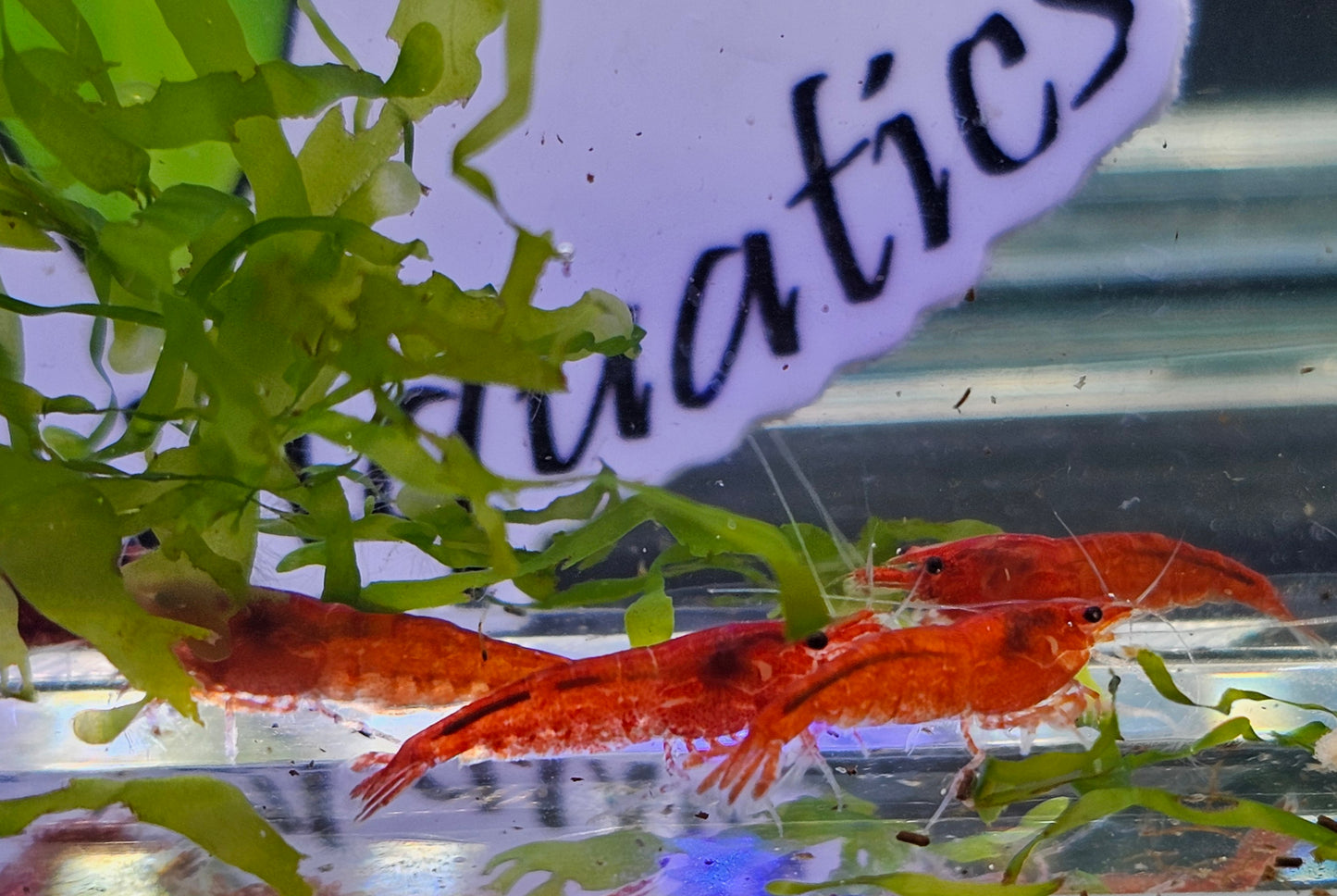 Bloody Mary Neocaridina