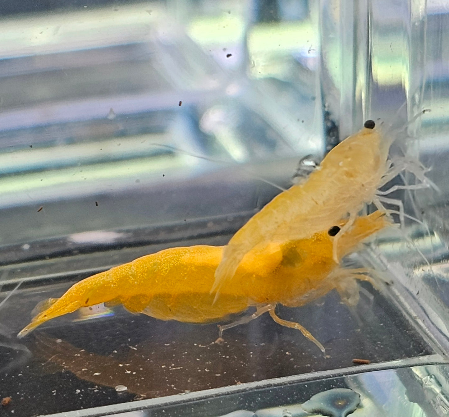 Orange sunkist neocardina shrimp