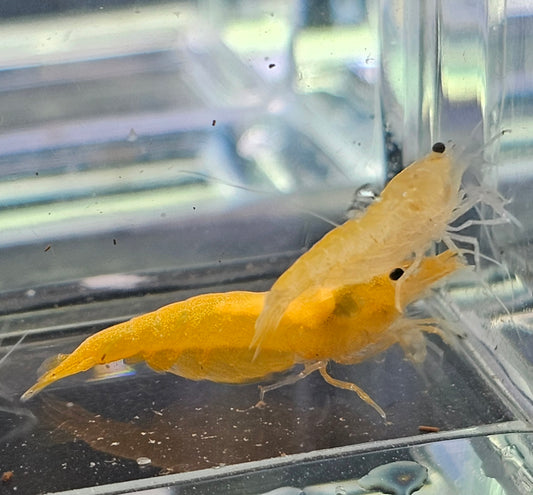 Orange sunkist neocardina shrimp