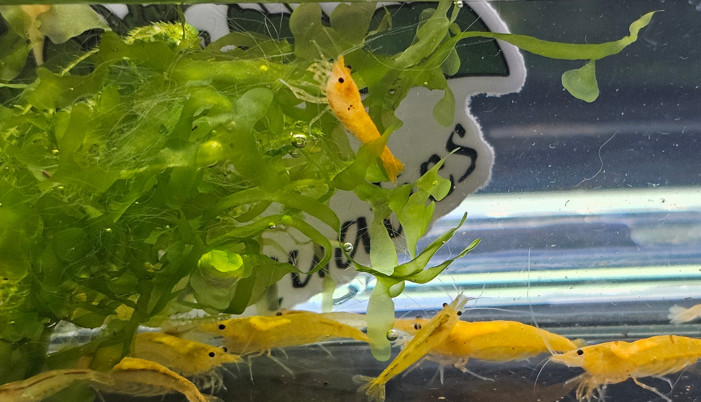 Orange sunkist neocardina shrimp