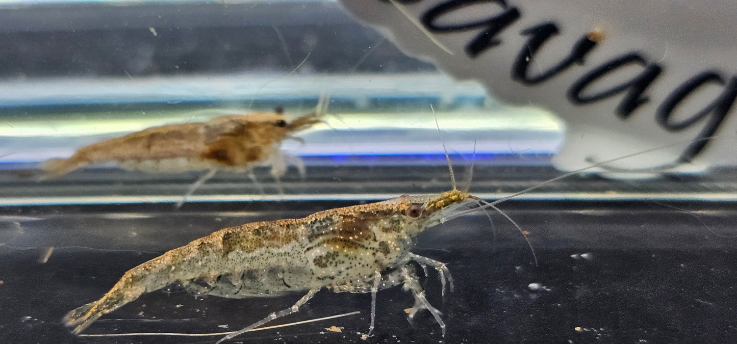 Amano Shrimp (Caridina multidentata)