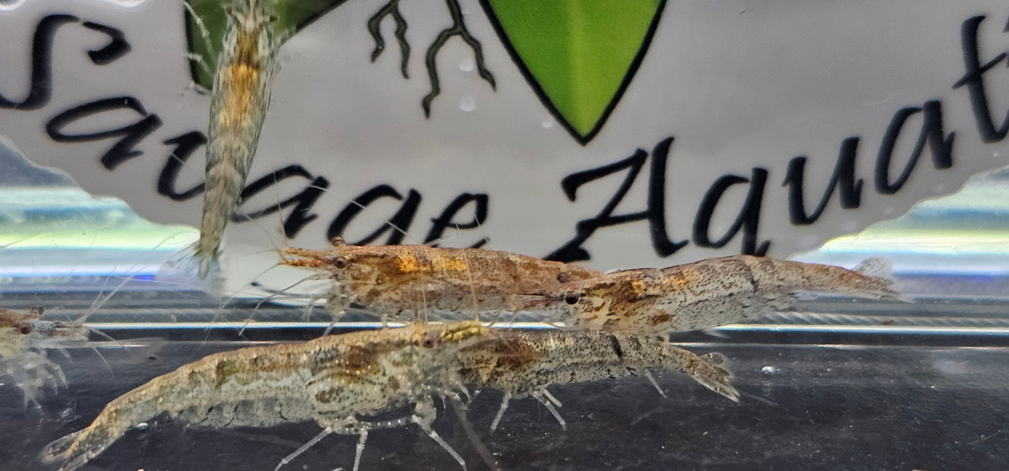 Amano Shrimp (Caridina multidentata)