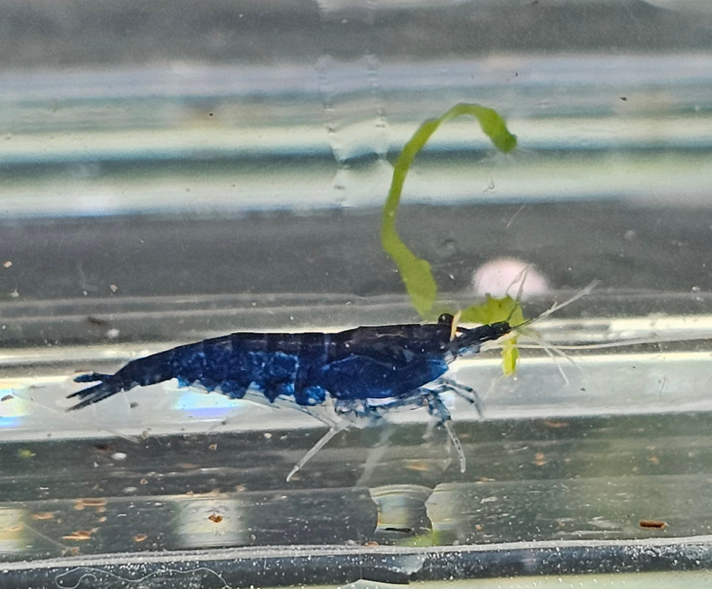 Blue Diamond shrimp