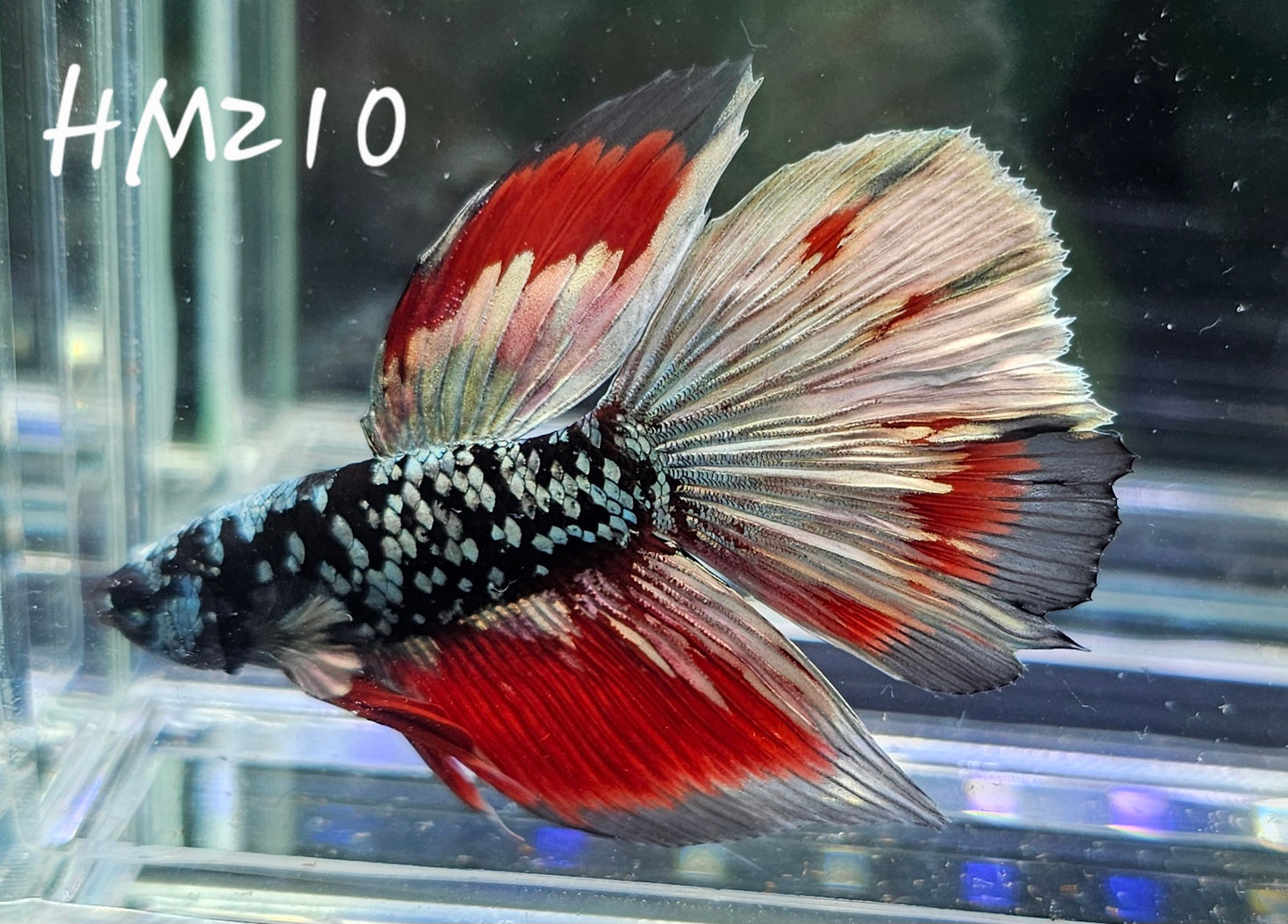 Copper avatar vampire half-moon