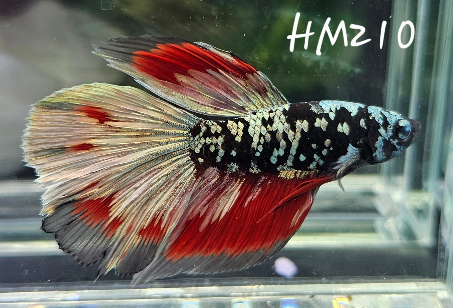 Copper avatar vampire half-moon