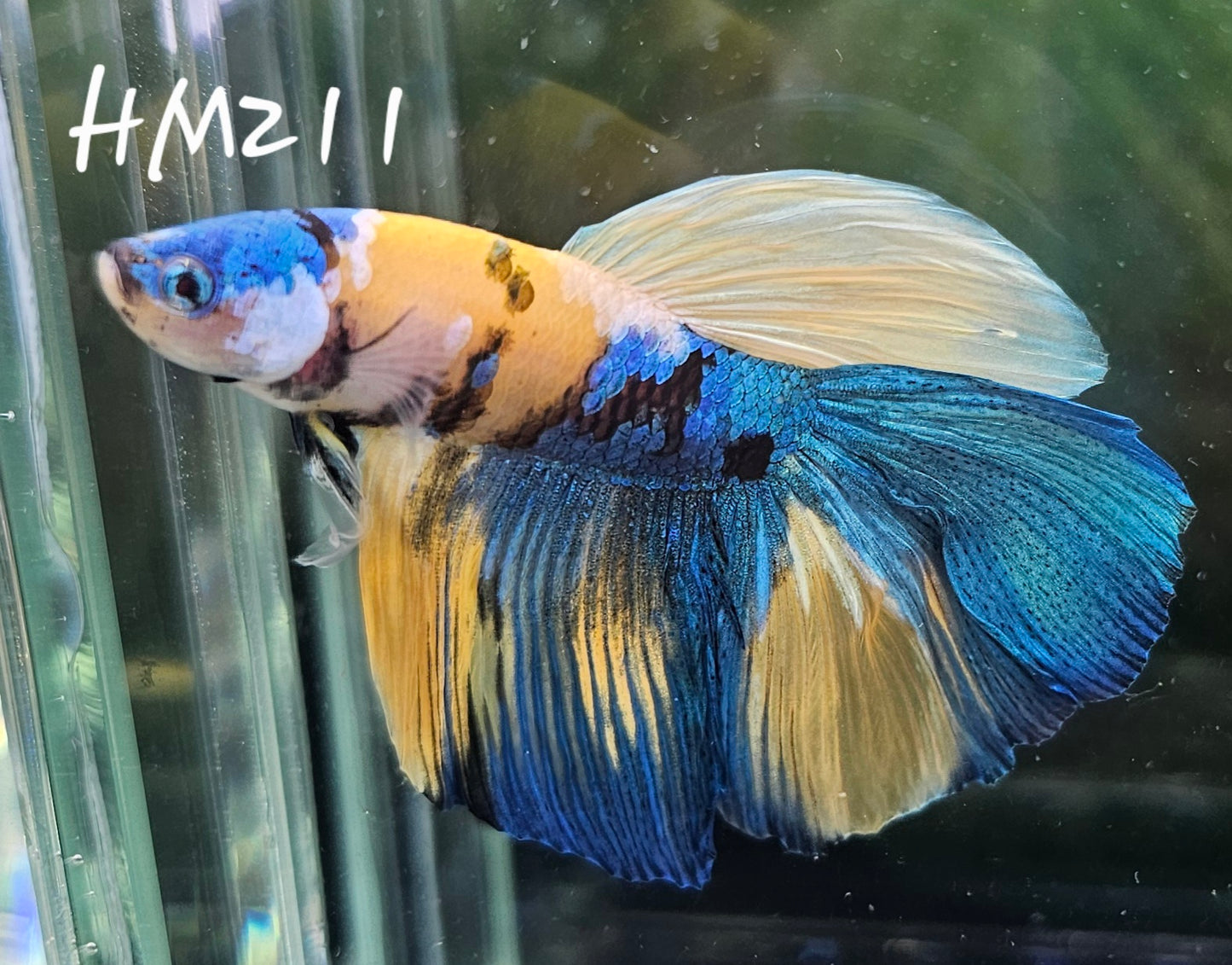 Yellow koi half-moon