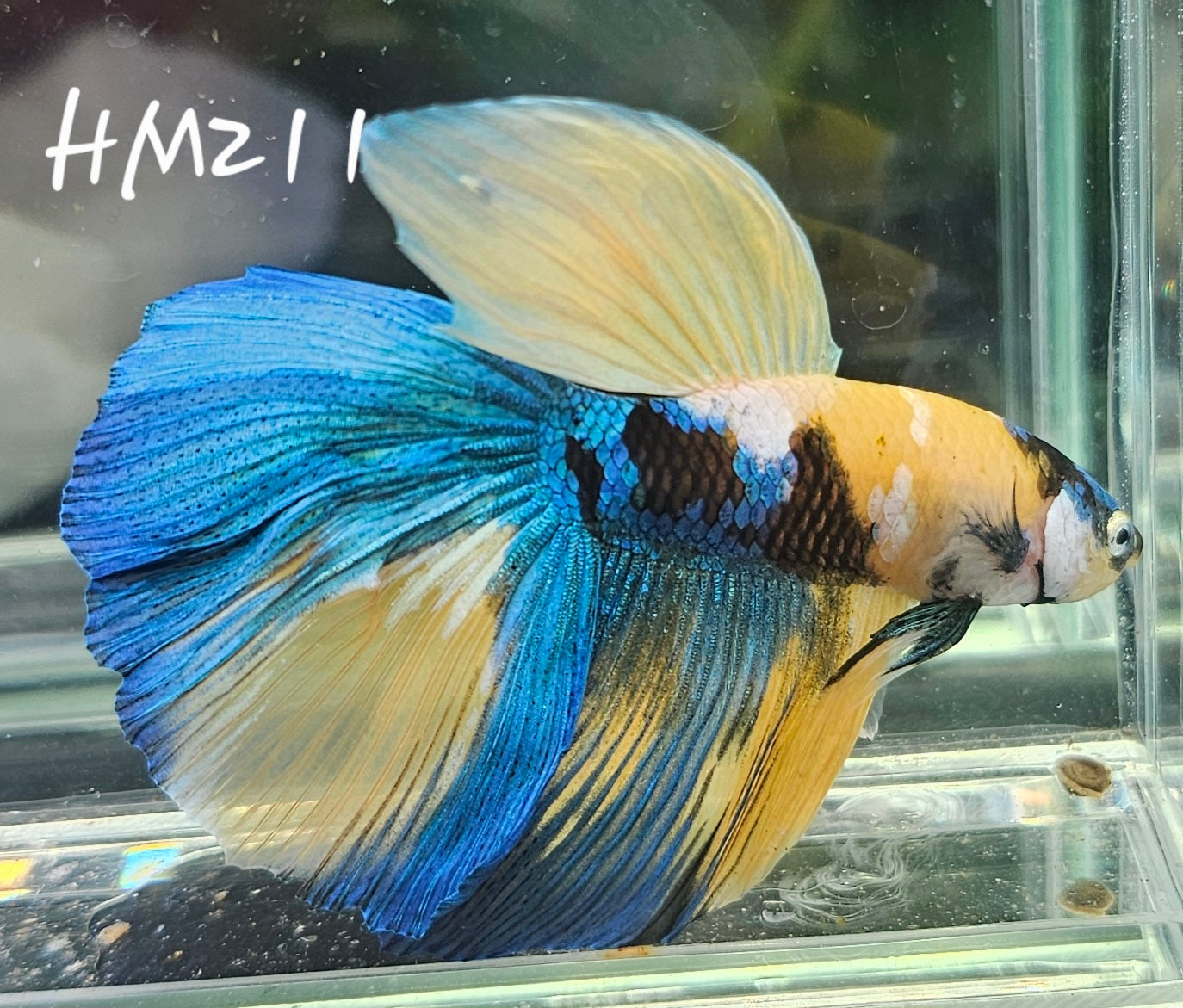 Yellow koi half-moon