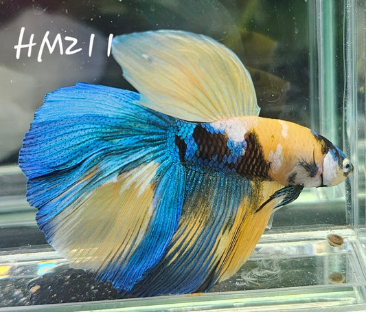 Yellow koi half-moon