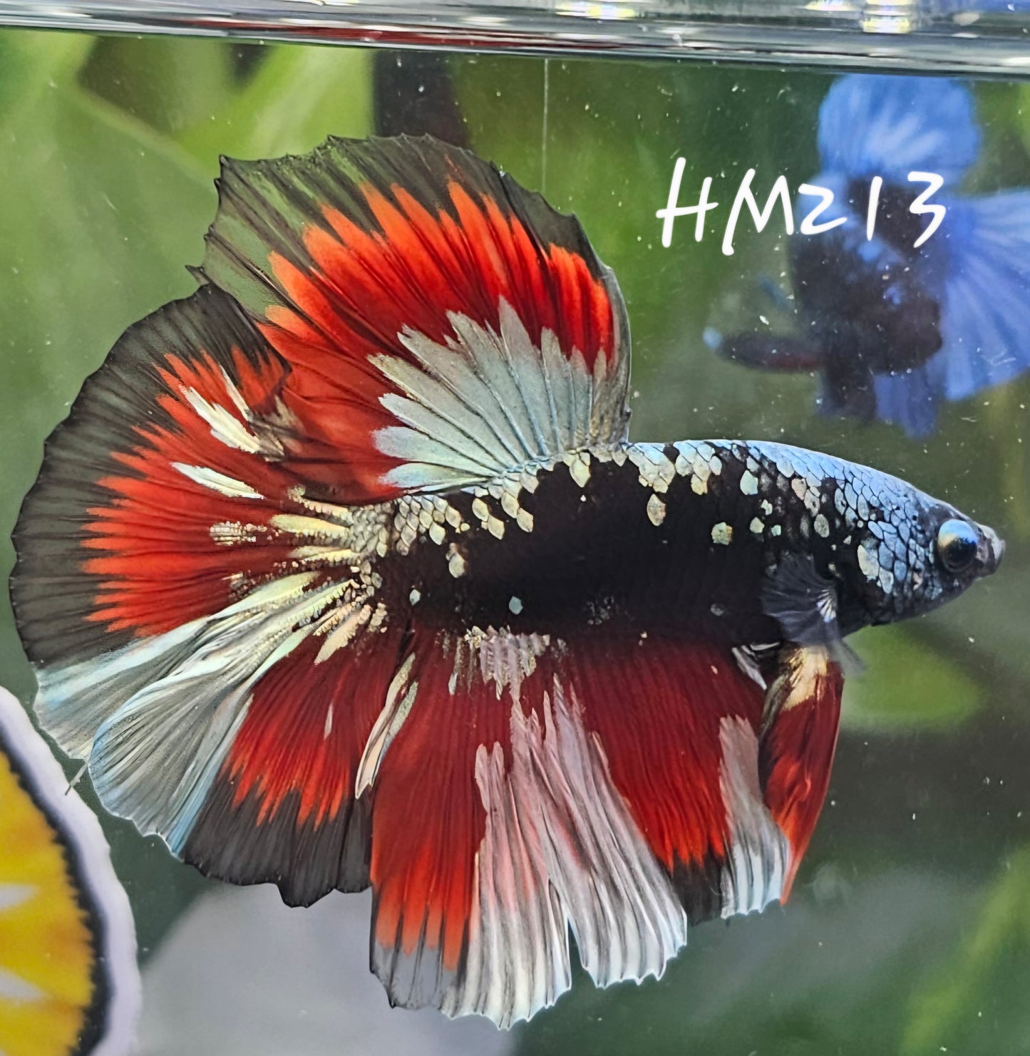 Copper avatar vampire half-moon