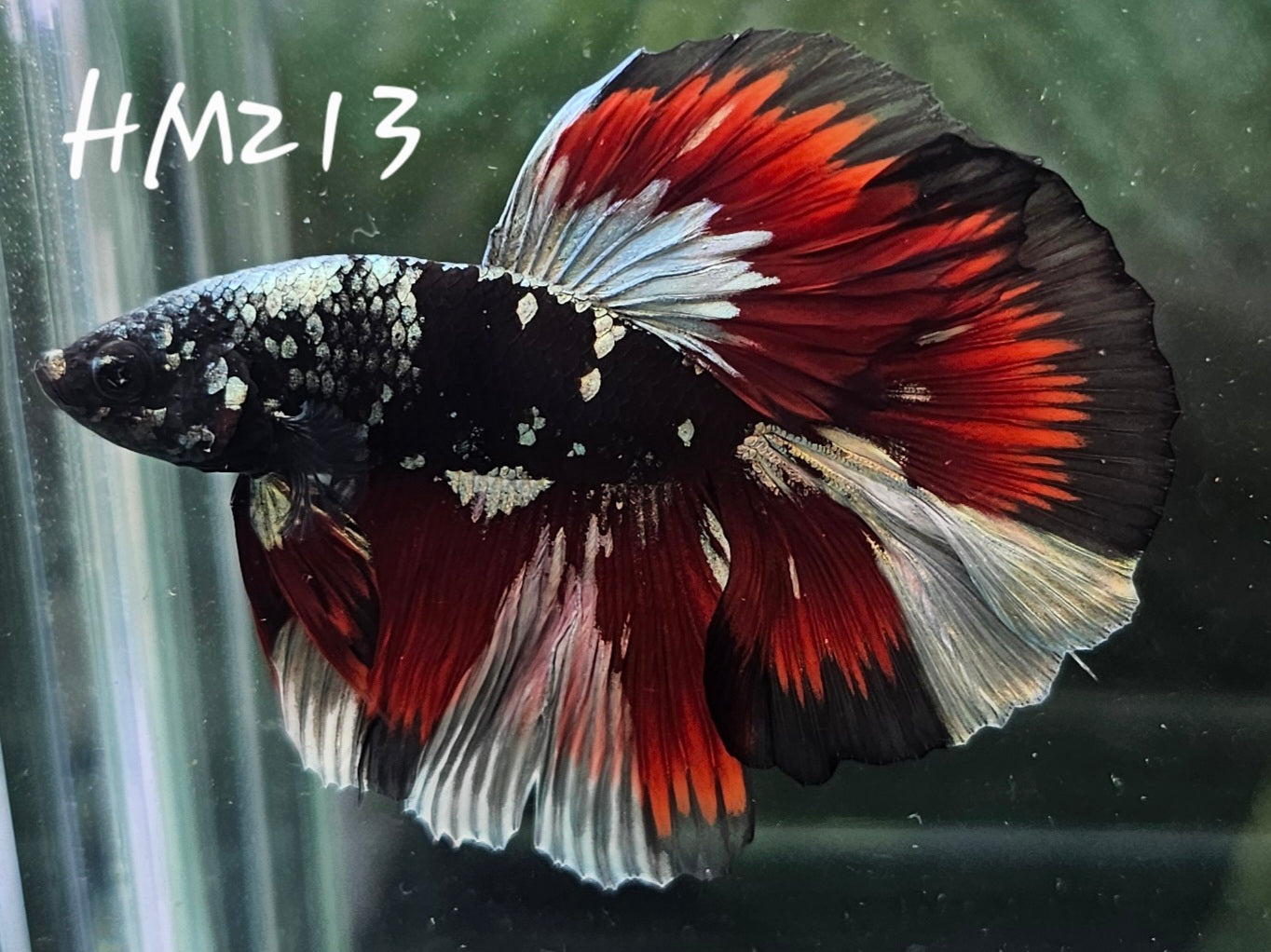 Copper avatar vampire half-moon