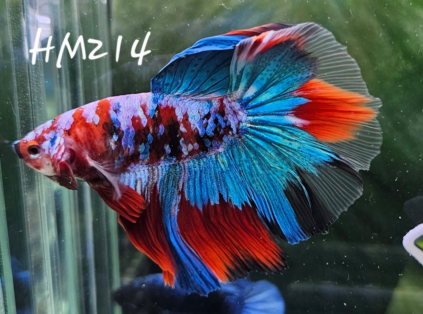 Red galaxy half-moon