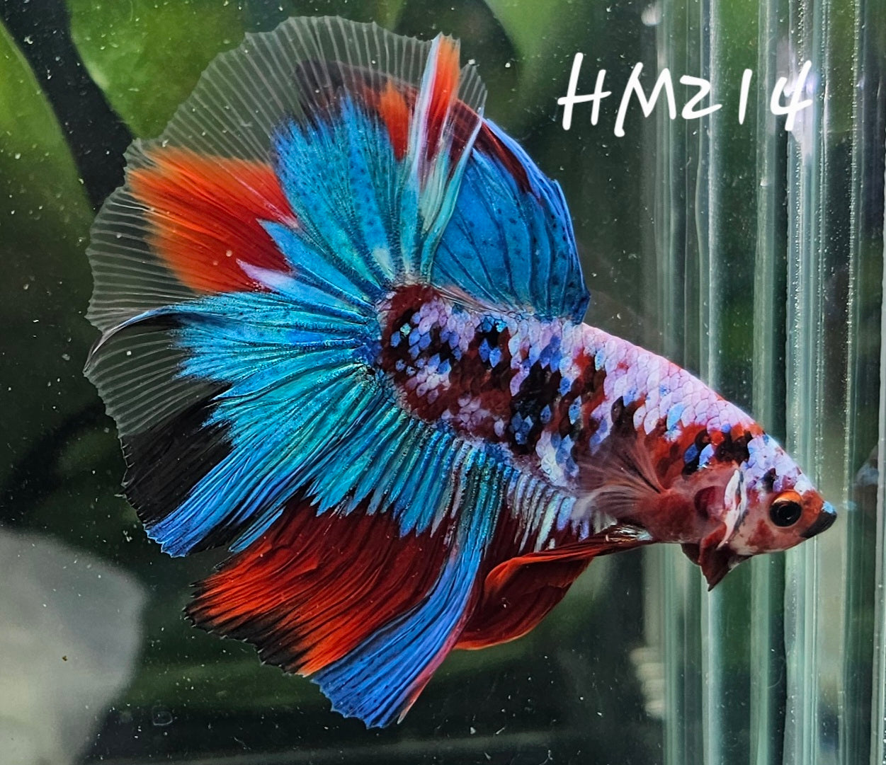 Red galaxy half-moon