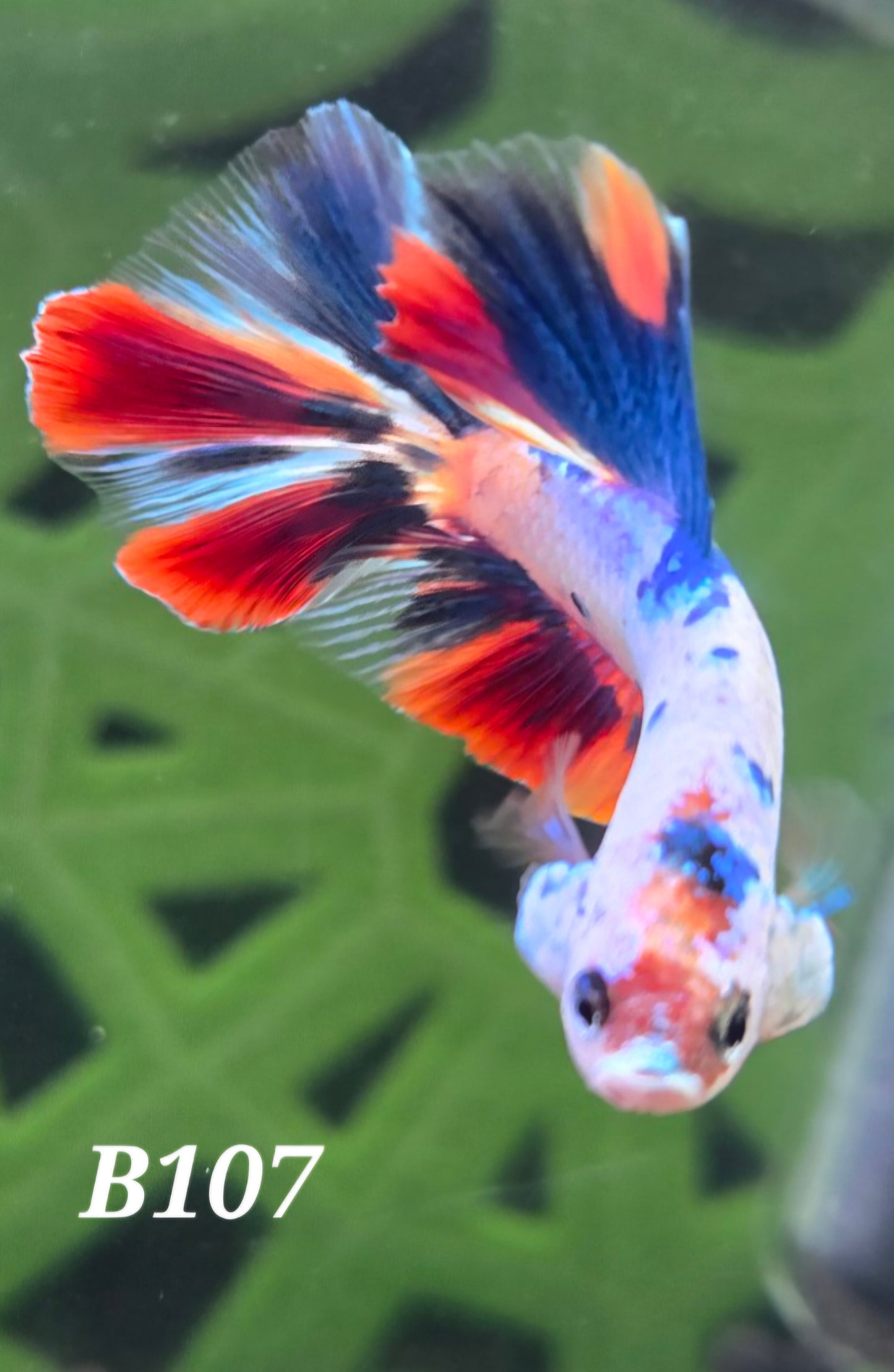 Multicolor koi half-moon betta