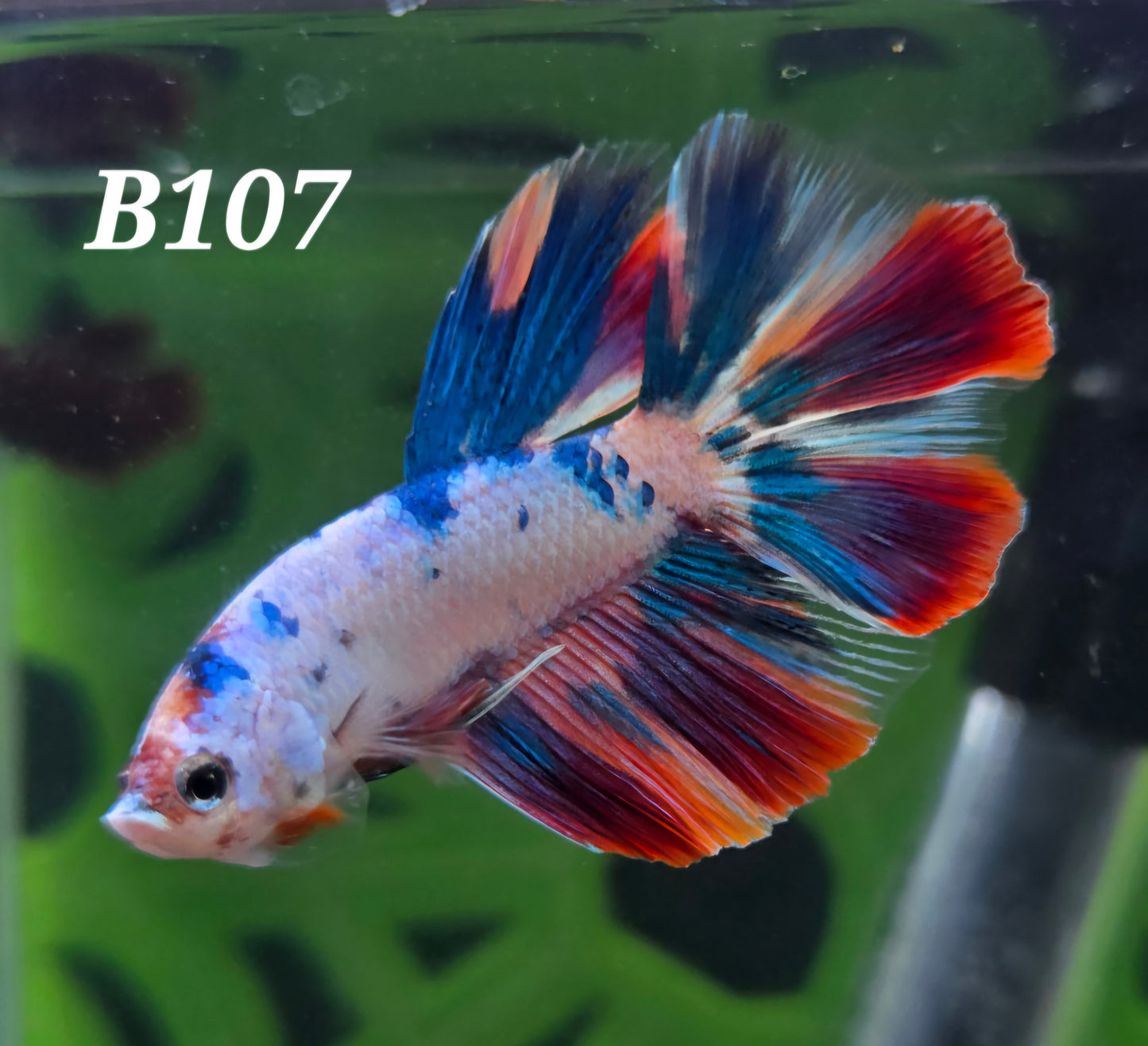 Multicolor koi half-moon betta