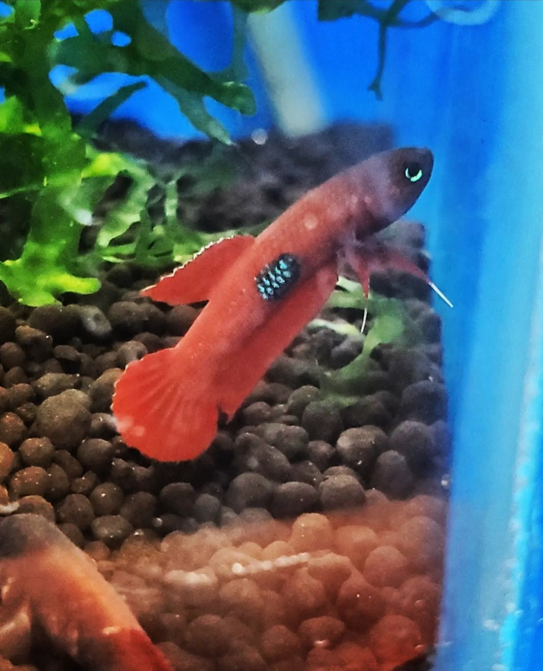 Betta Brownorum pair