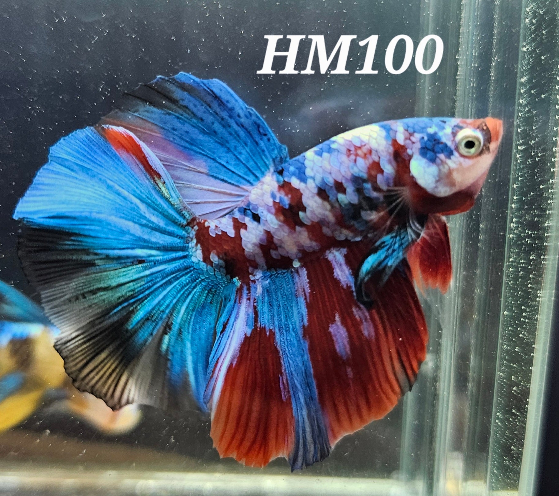 Red galaxy half-moon