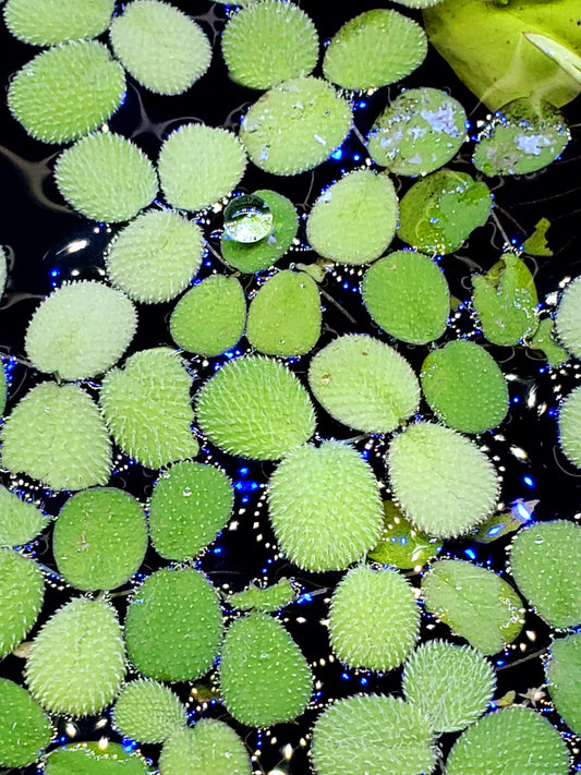 Silvina Minima (water spangles)