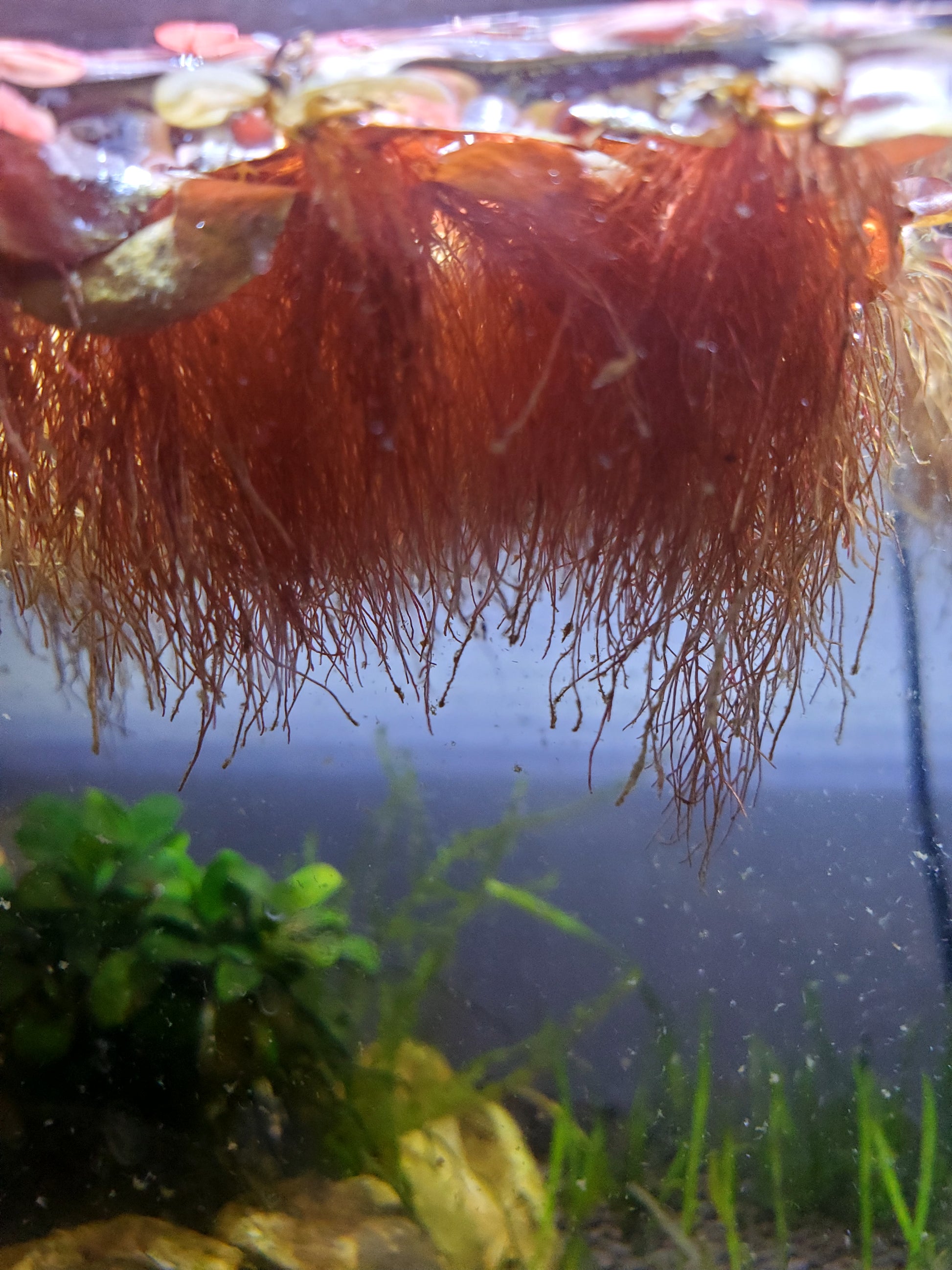 Red Root Floater SavageAquatic red-root-floater-savageaquatic