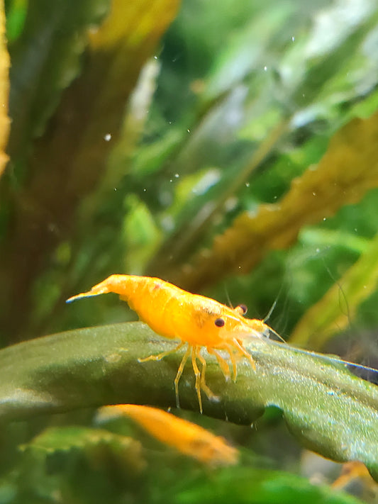 Orange Sunkist Neocairdina Shimp