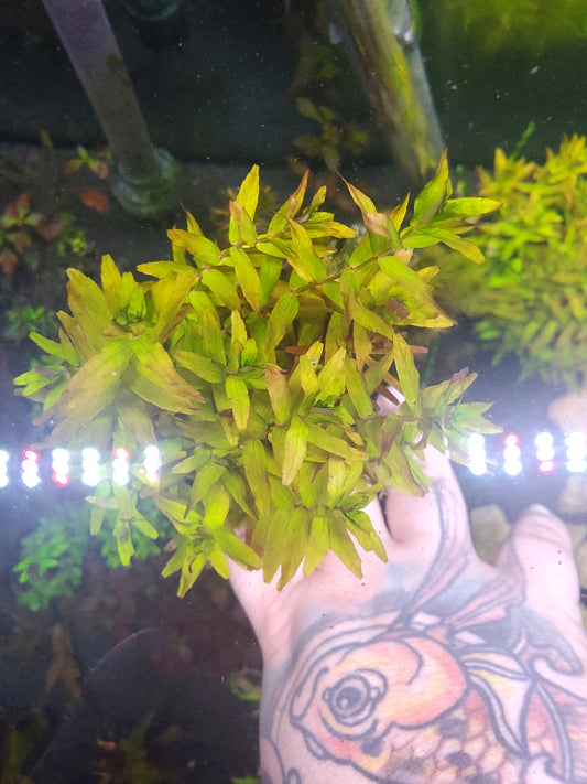 Rotala Small Leaf