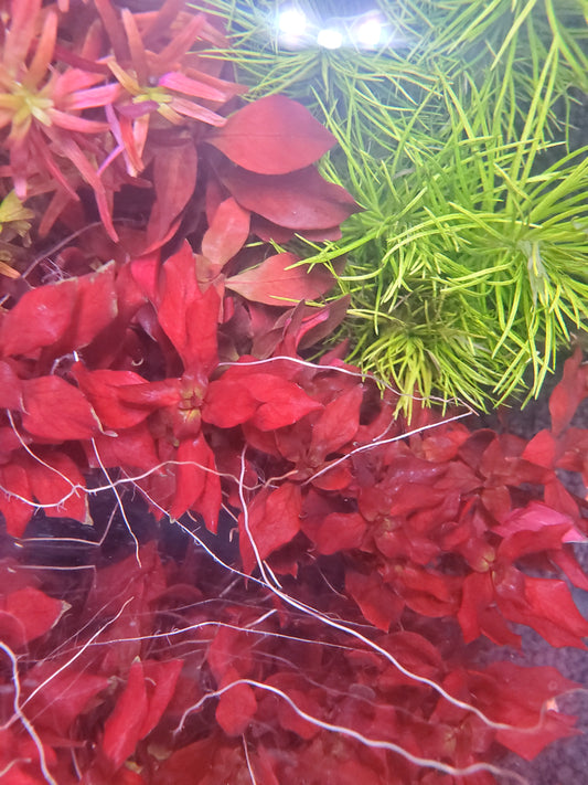 Ludwigia super red