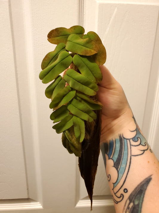 Salvinia oblongifolia