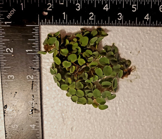 Salvinia cucullata